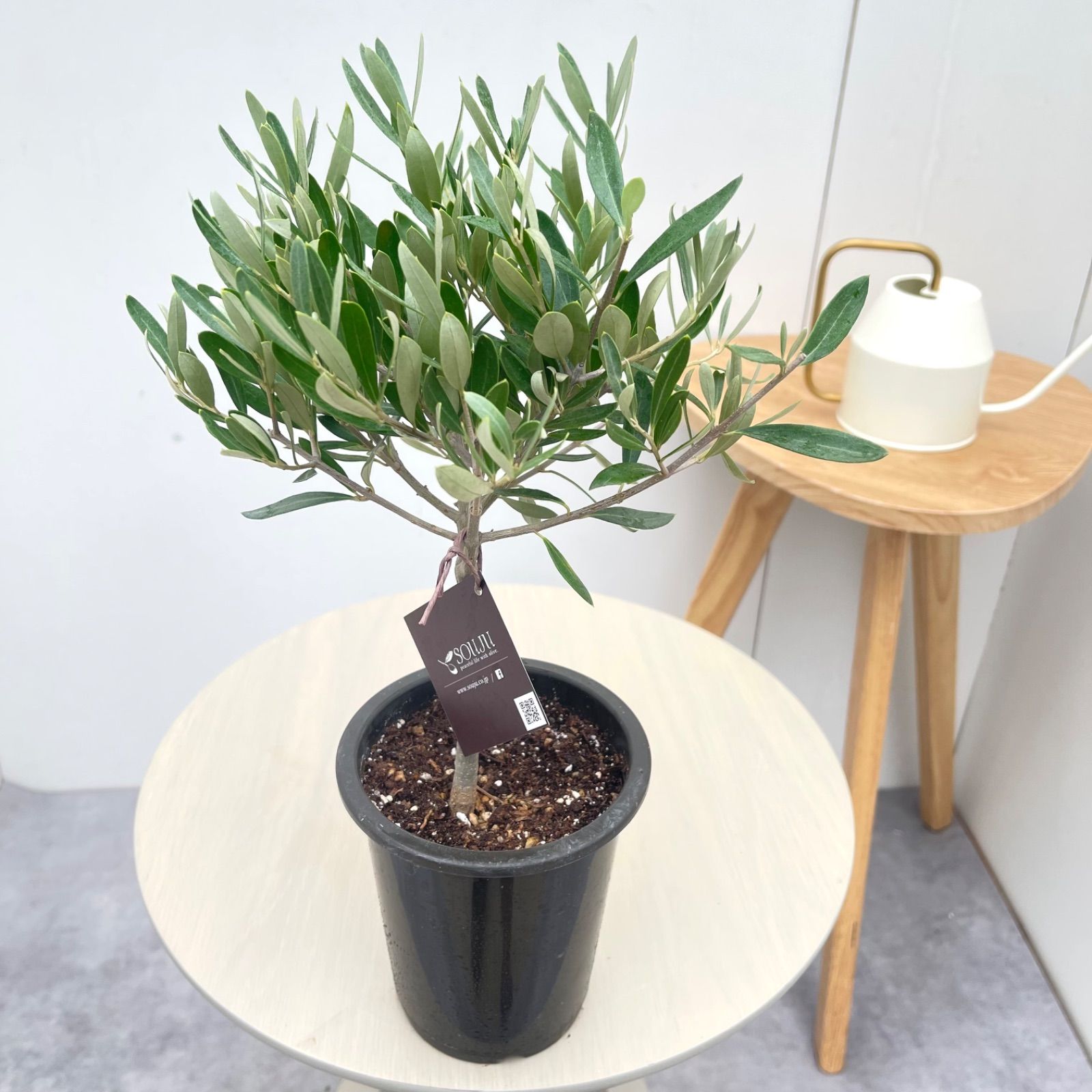 オリーブ チプレッシーノ 60【現品】観葉植物 創樹 SOUJU 4号 - メルカリ