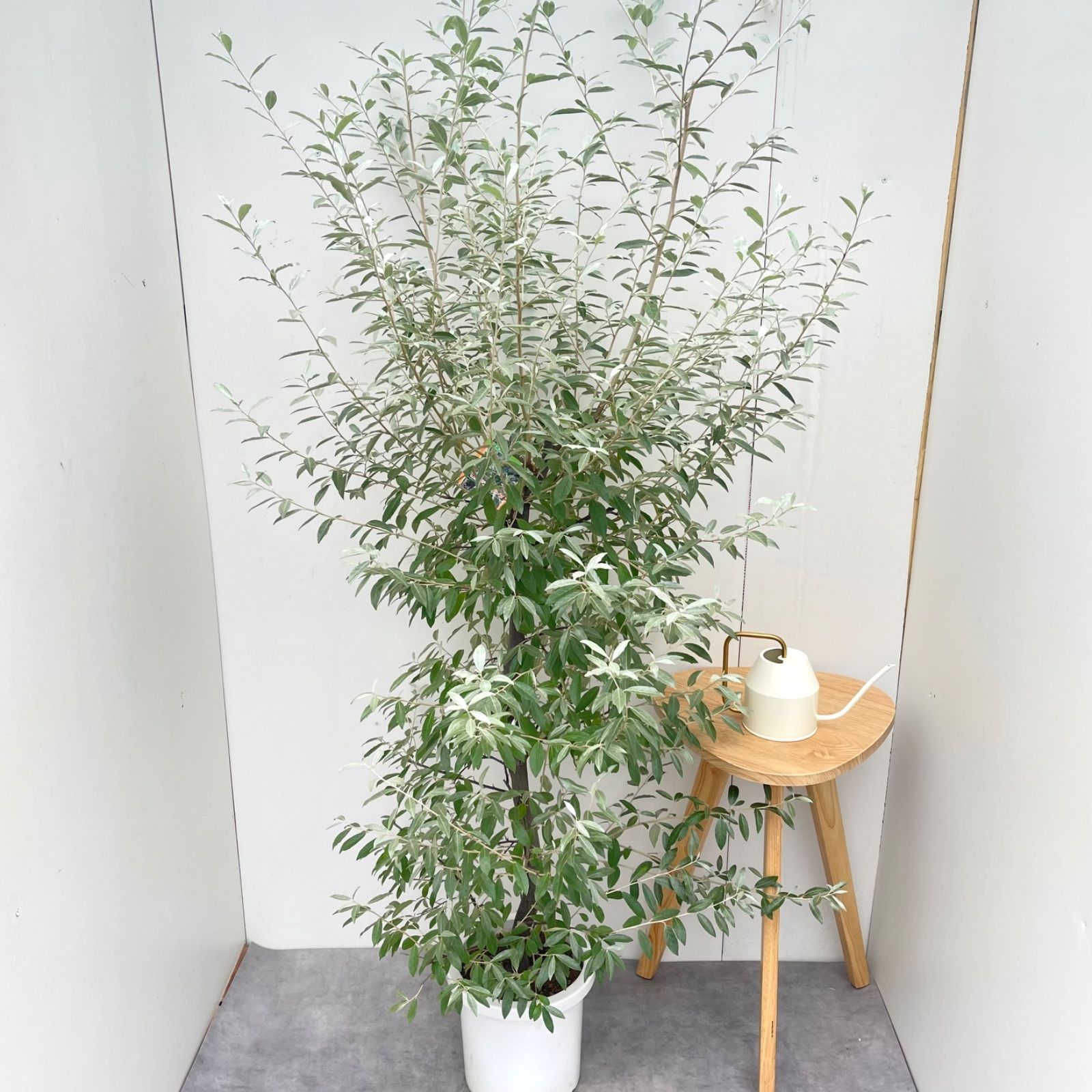 ロシアンオリーブ　ヤナギバグミ　1【現品】観葉植物　屋外　シンボルツリー　大型