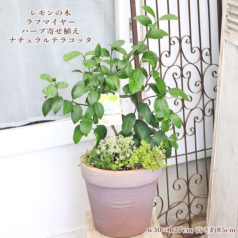 送料無料 現品販売 レモンの木 ラフマイヤー＆ハーブ寄せ植え ナチュラル テラコッタ H85cm 果樹 実がなる 鉢植え 育てやすい ガーデン 13,359円