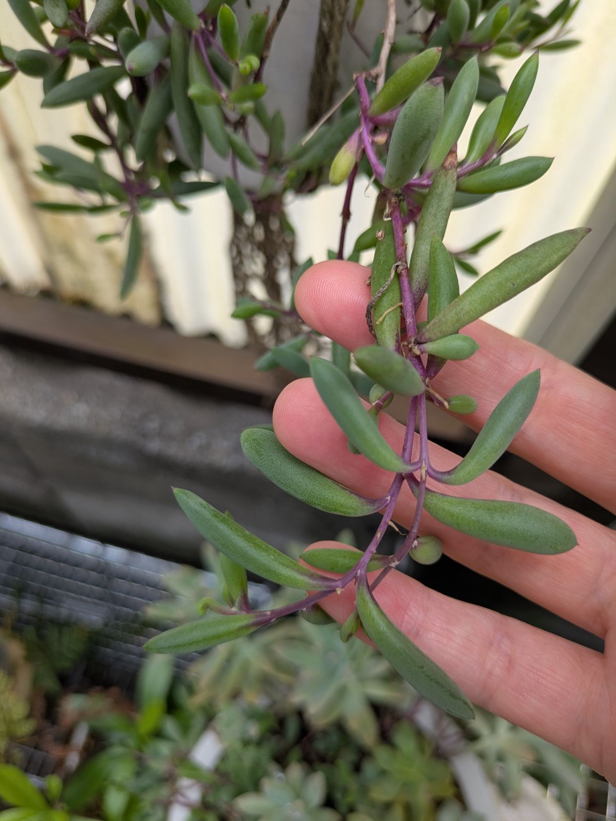 多肉植物 ルビーネックレス 2本 10cm カット苗 - メルカリ