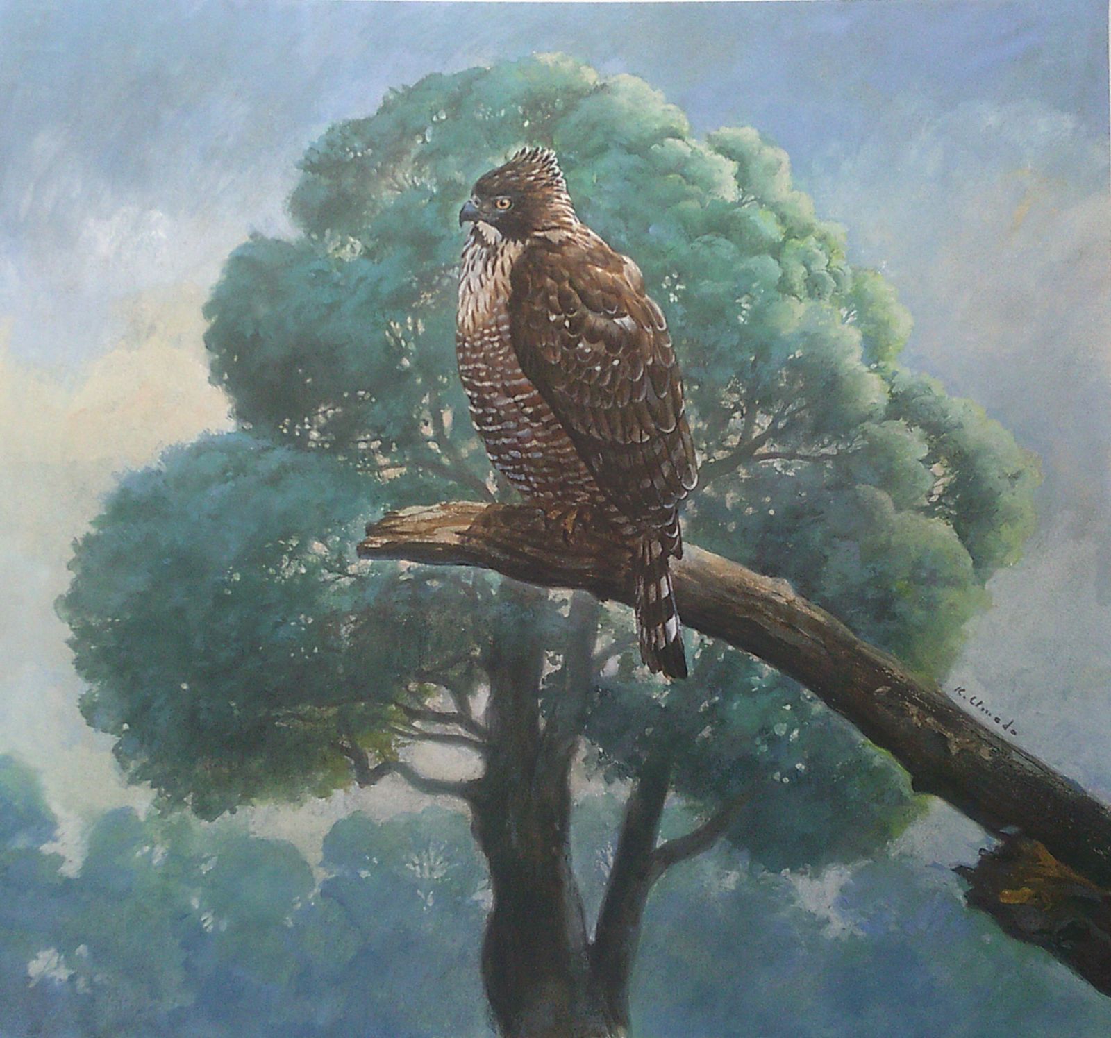 現役プロの挿絵画家梅田紀代志の鳥の絵（クマタカ）