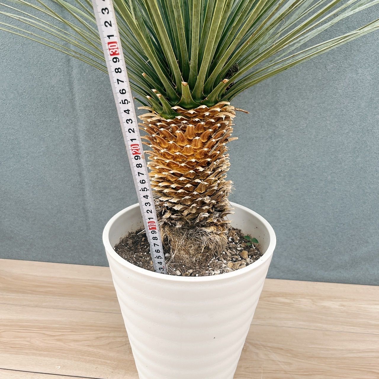 現品］【希少】11番 ユッカ ロストラータ ランチョンブルー 8号 観葉