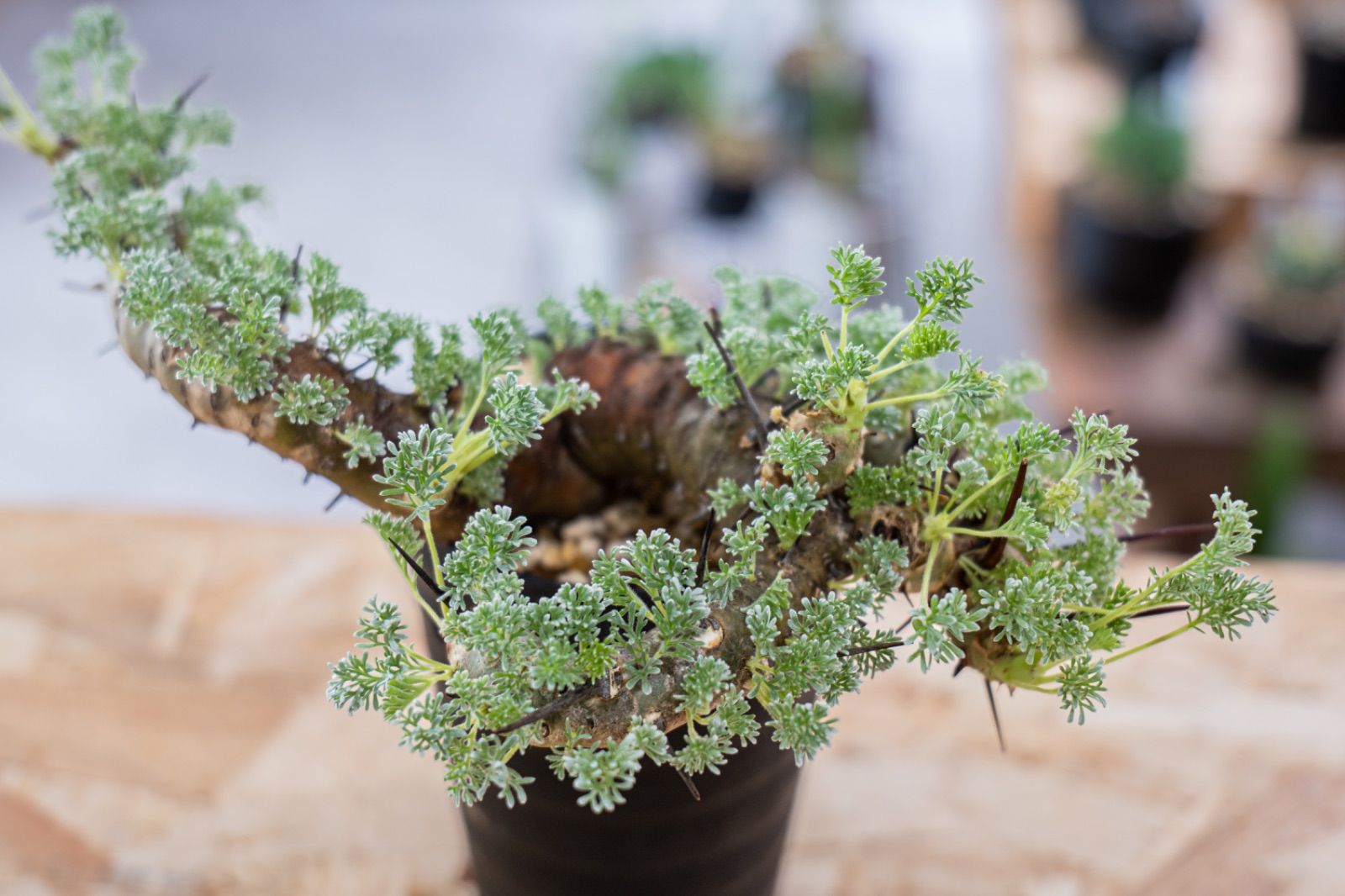 観葉植物 モンソニアヘレー サルコカウロンヘレー 塊根植物