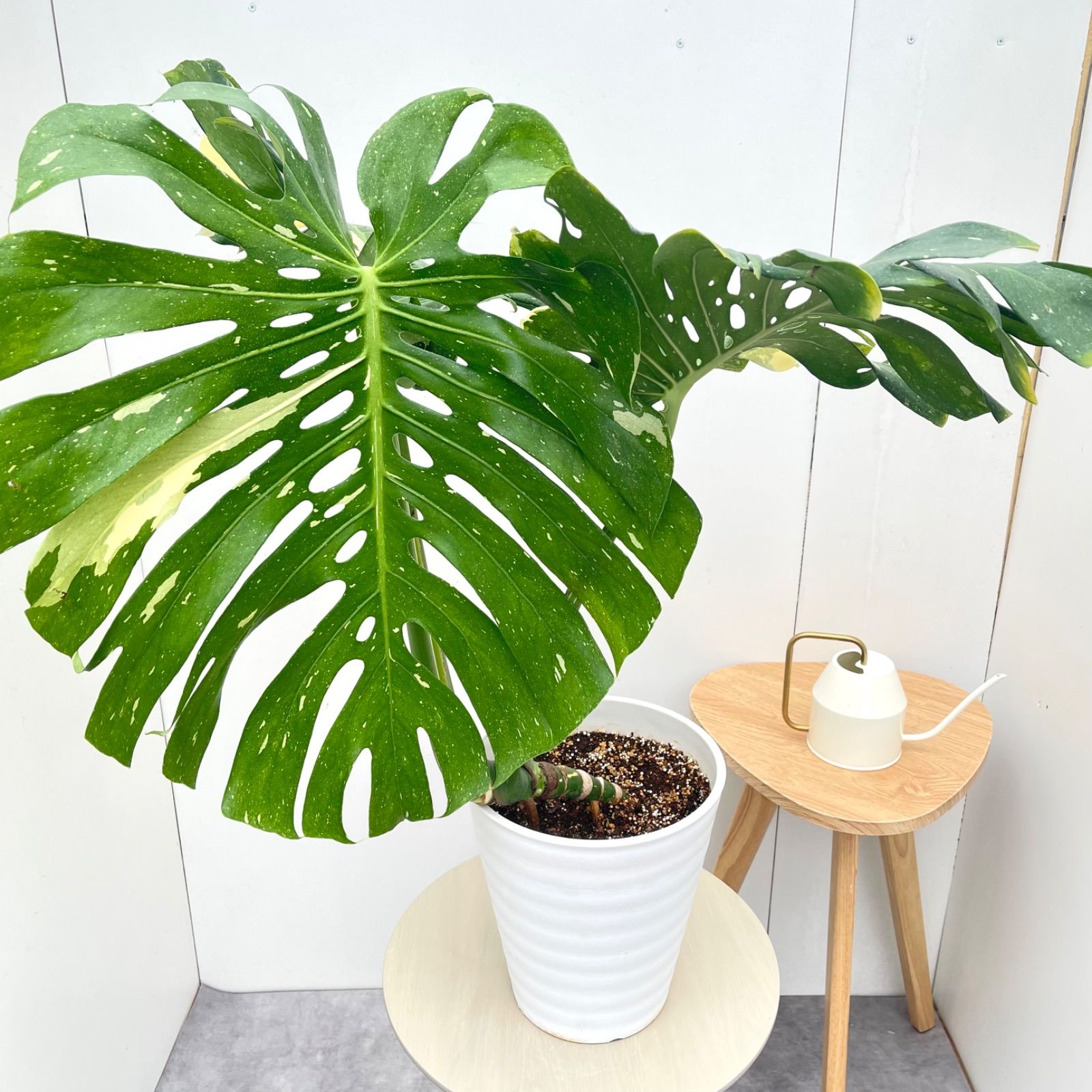 モンステラ　デリシオサ　斑入り　5【現品】☆希少☆ 観葉植物　室内　大型