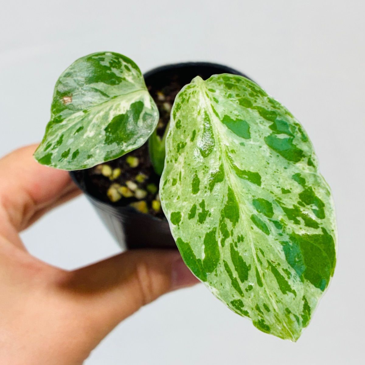 Monstera deliciosa “Bulbasaur” バルバソー/ベトシオーサ TC株・順化