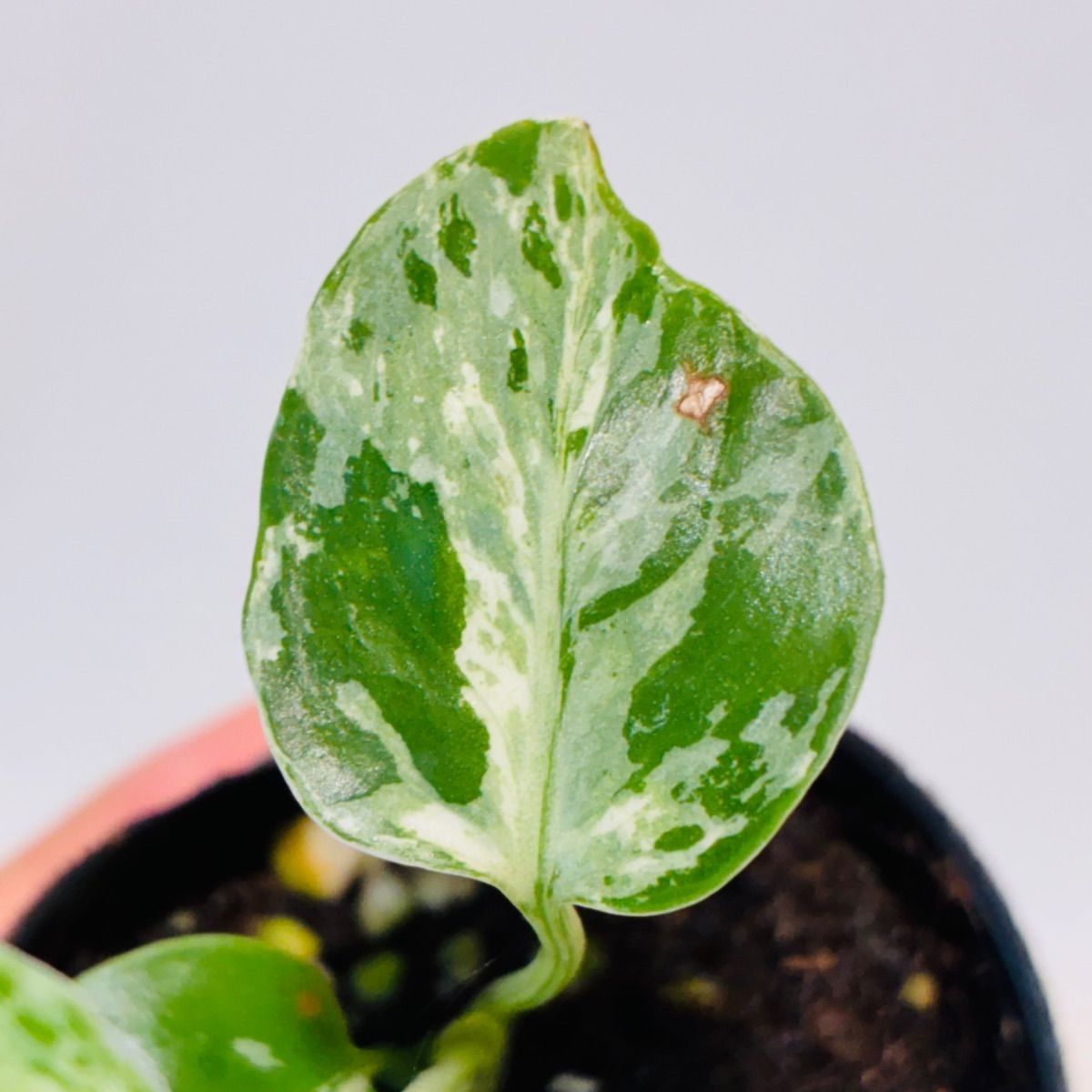 Monstera deliciosa “Bulbasaur” バルバソー/ベトシオーサ TC株・順化