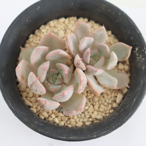 多肉植物 ピンクザラゴーサ 現品 エケベリア TK12-89 写真の子