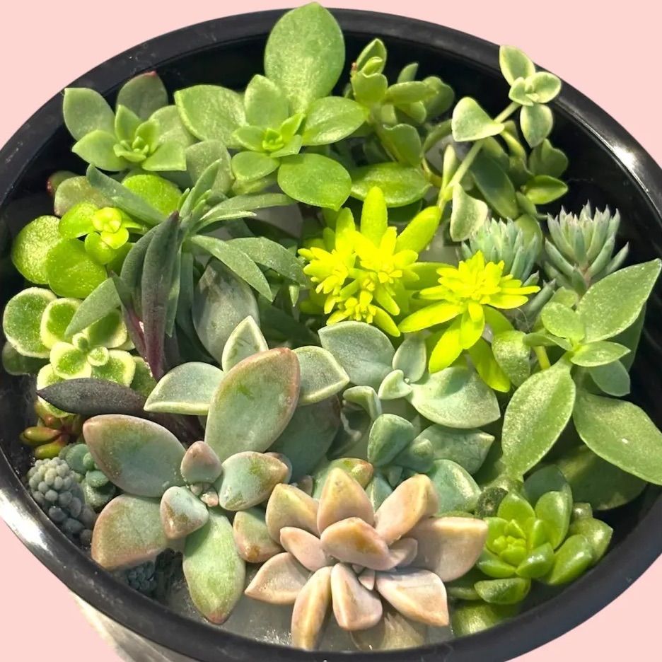 多肉植物 カット苗 26カット おまかせセット - メルカリ