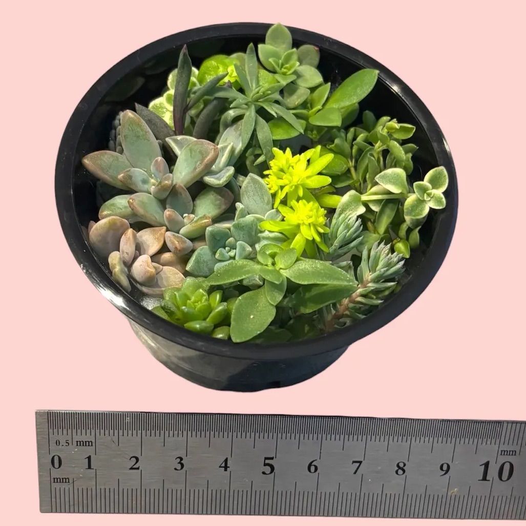 多肉植物 カット苗 26カット おまかせセット - メルカリ