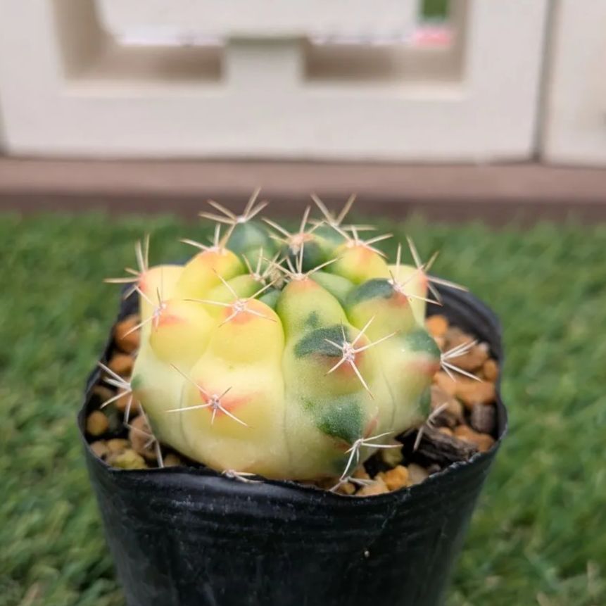 サボテン ギムノカリキウム属 翠晃冠錦 - メルカリ