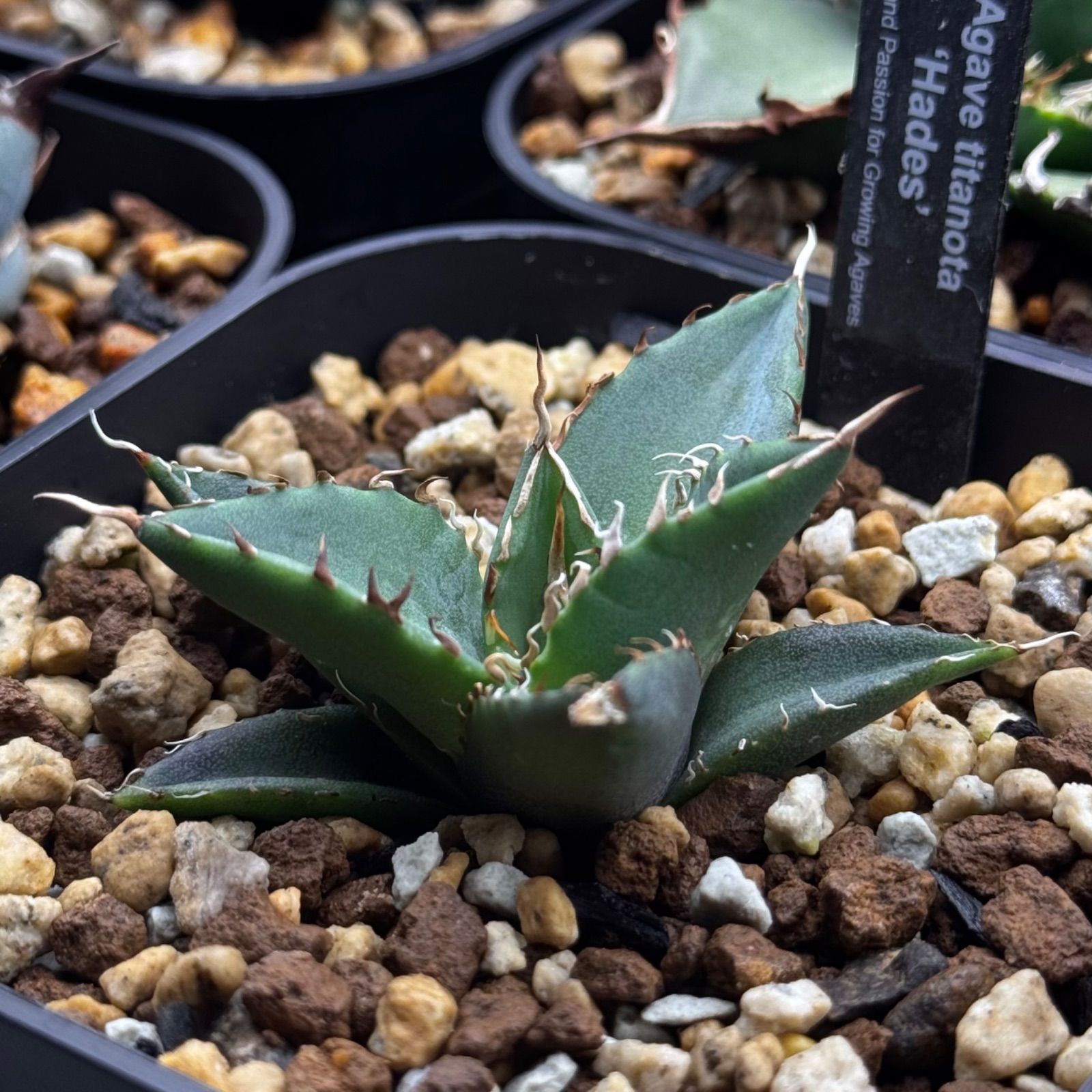 FK PLANTS】 Agave titanota 'Hades' （子株）アガベ チタノタ 'ハデス