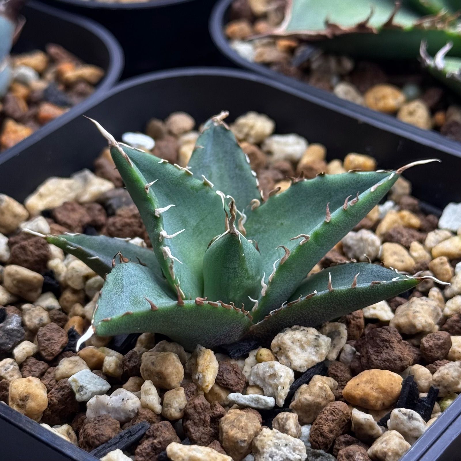 FK PLANTS】 Agave titanota 'Hades' （子株）アガベ チタノタ 'ハデス