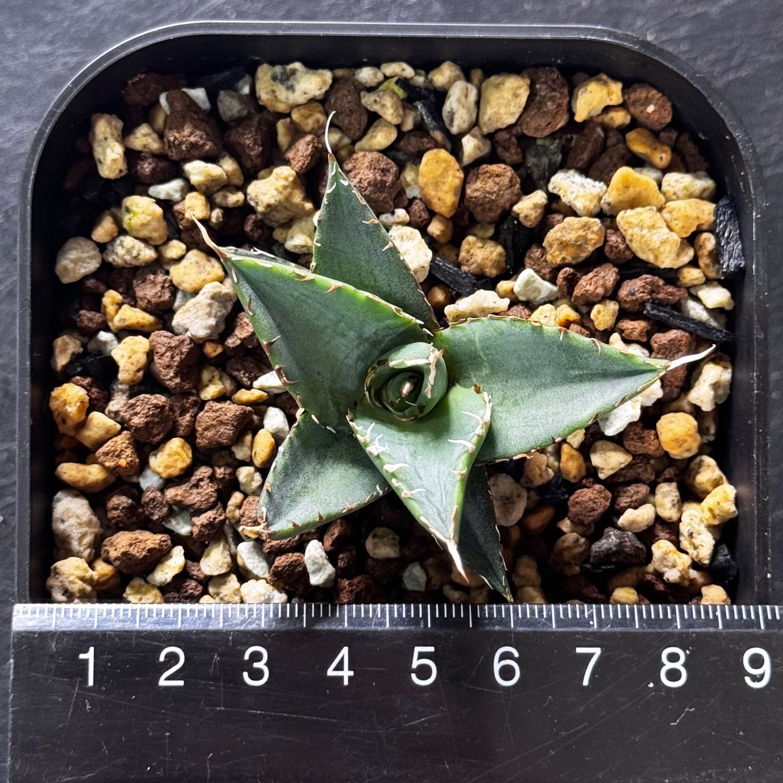FK PLANTS】 Agave titanota 'Hades' （子株）アガベ チタノタ 'ハデス