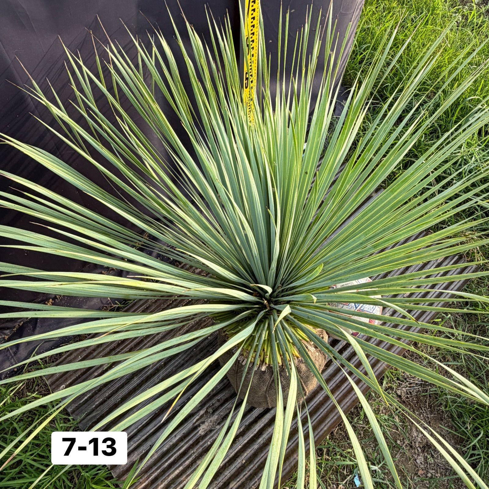 ユッカ・ロストラータ【7-13】根巻き 観葉植物 ドライガーデン - メルカリ