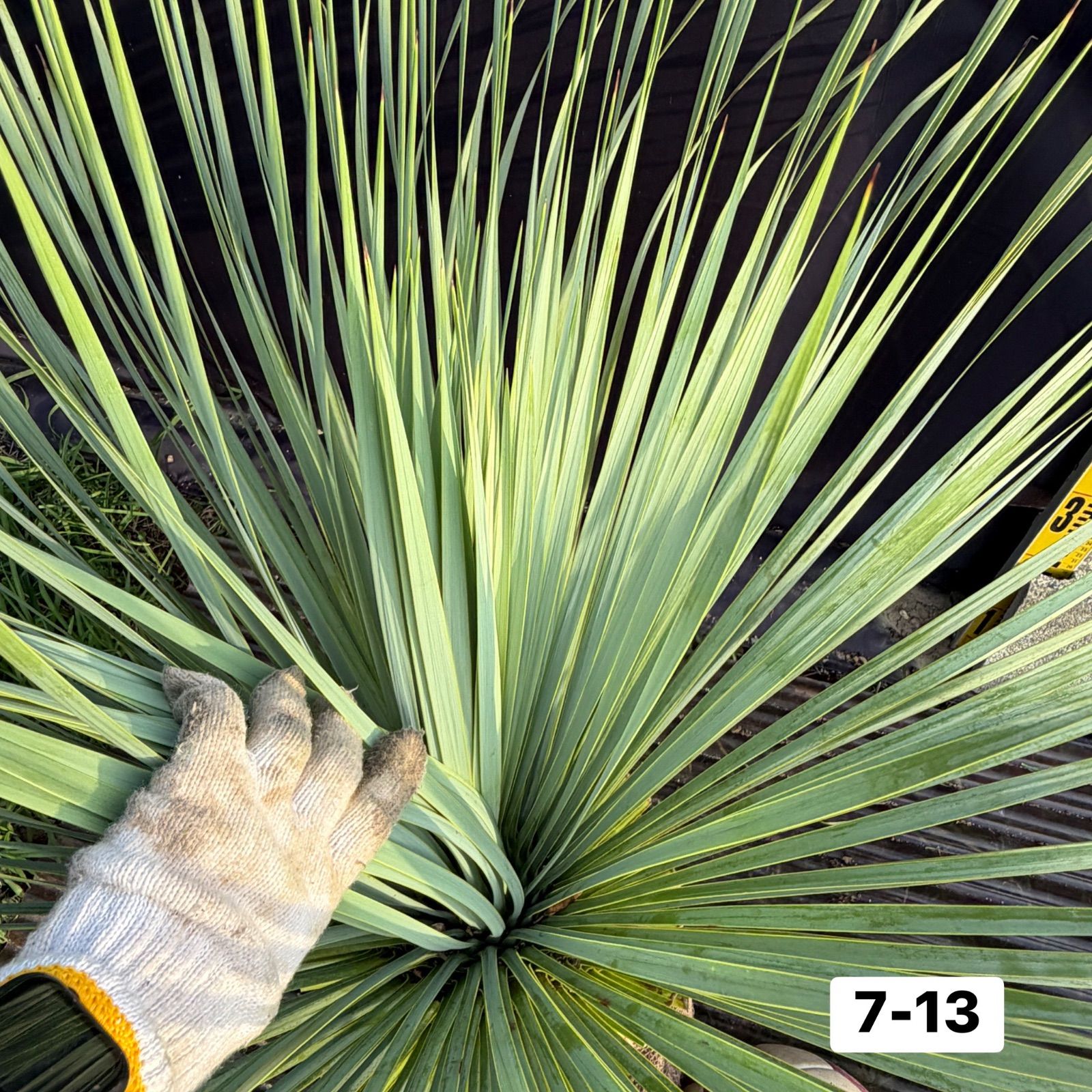 ユッカ・ロストラータ【7-13】根巻き 観葉植物 ドライガーデン - メルカリ