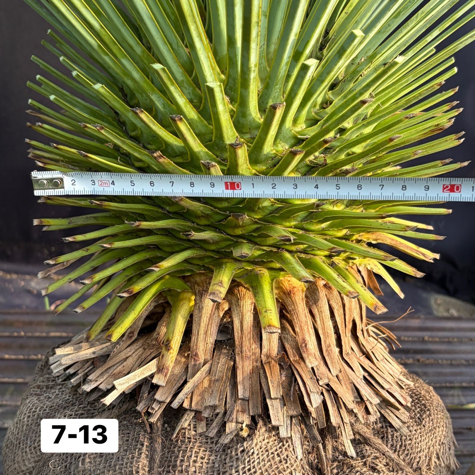 ユッカ・ロストラータ【7-13】根巻き 観葉植物 ドライガーデン - メルカリ
