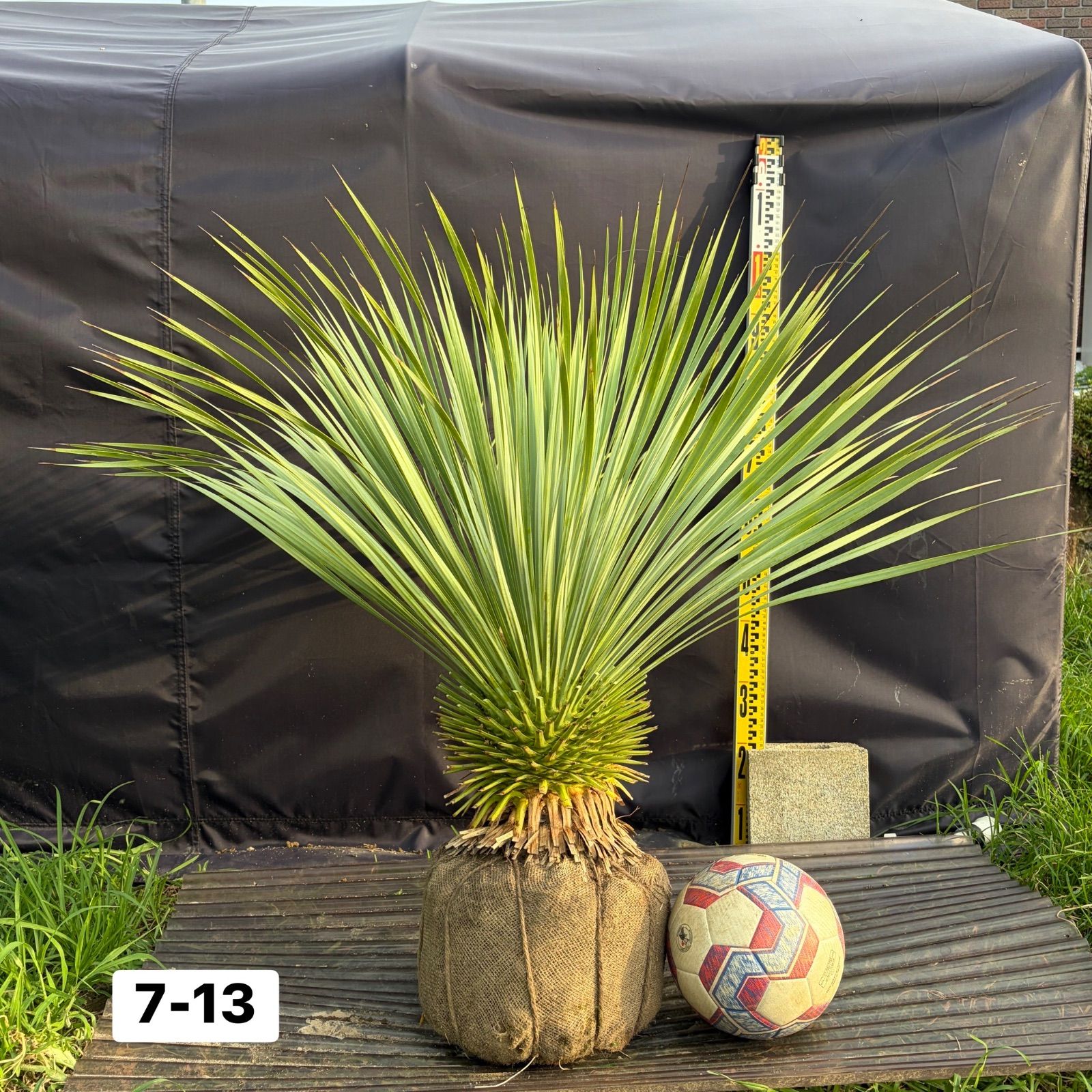 ユッカ・ロストラータ【7-13】根巻き 観葉植物 ドライガーデン - メルカリ