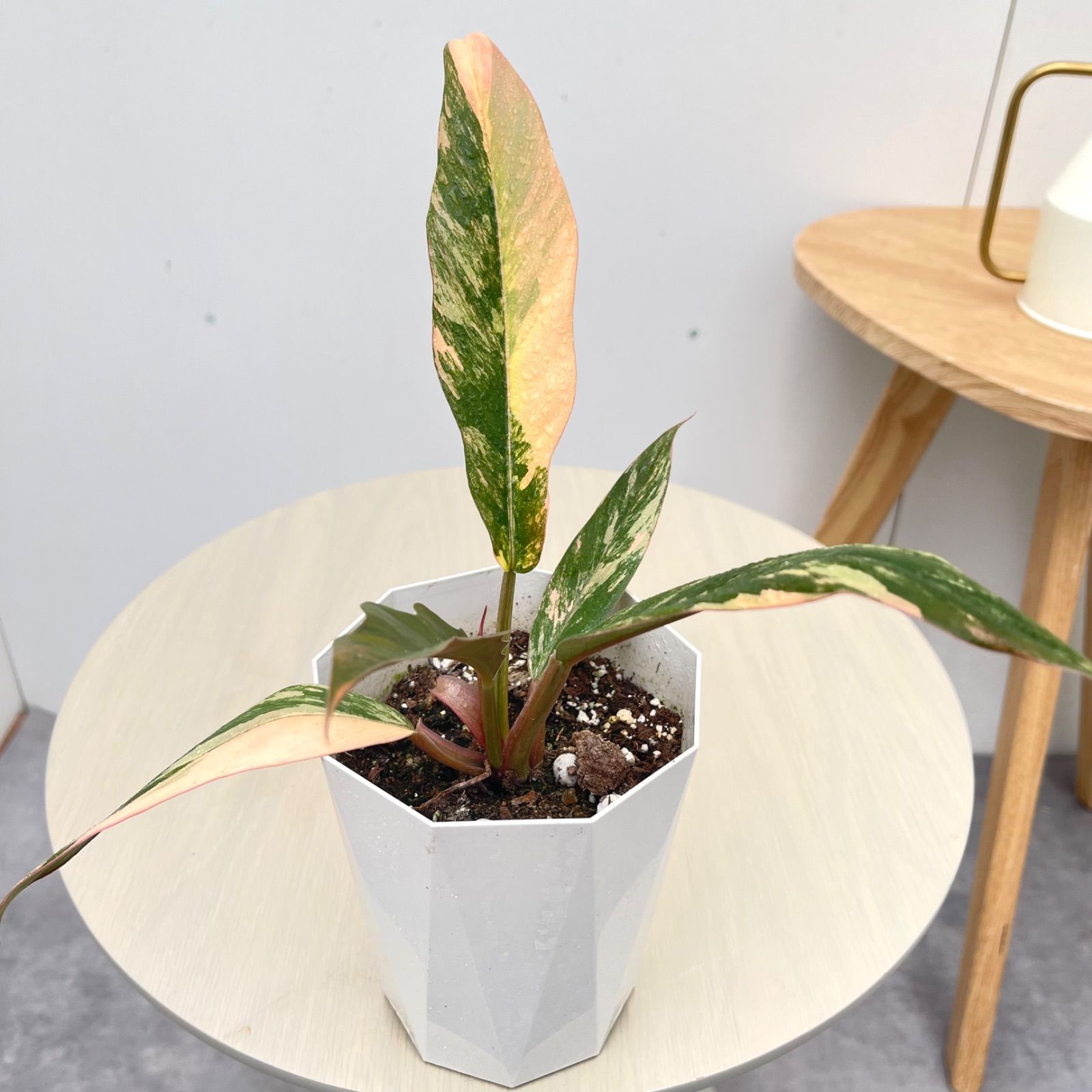 フィロデンドロン　キャメルマーブル　1【現品】☆希少☆ 観葉植物　室内　4号
