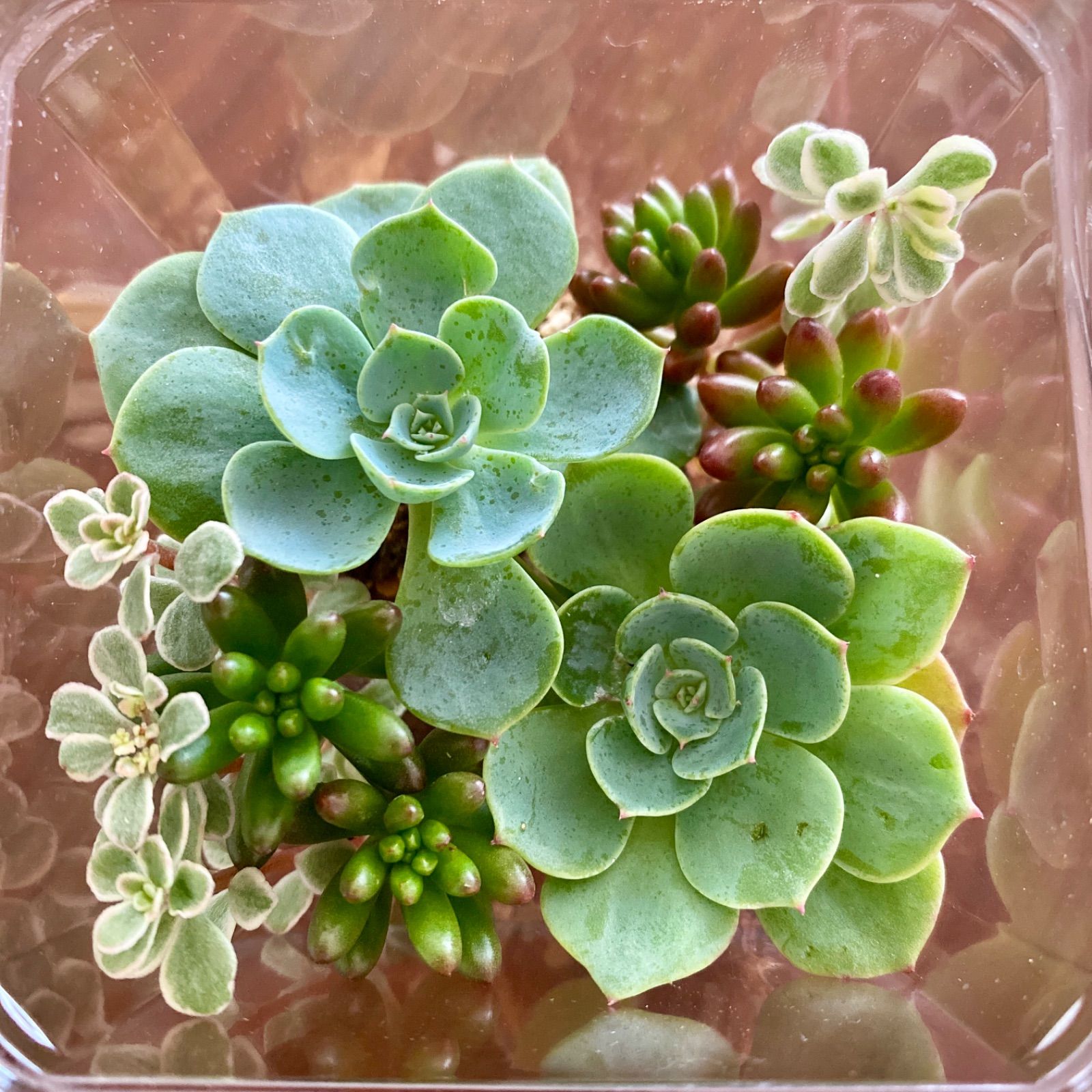 エケベリア【七福神】寄せ植えセット - メルカリ