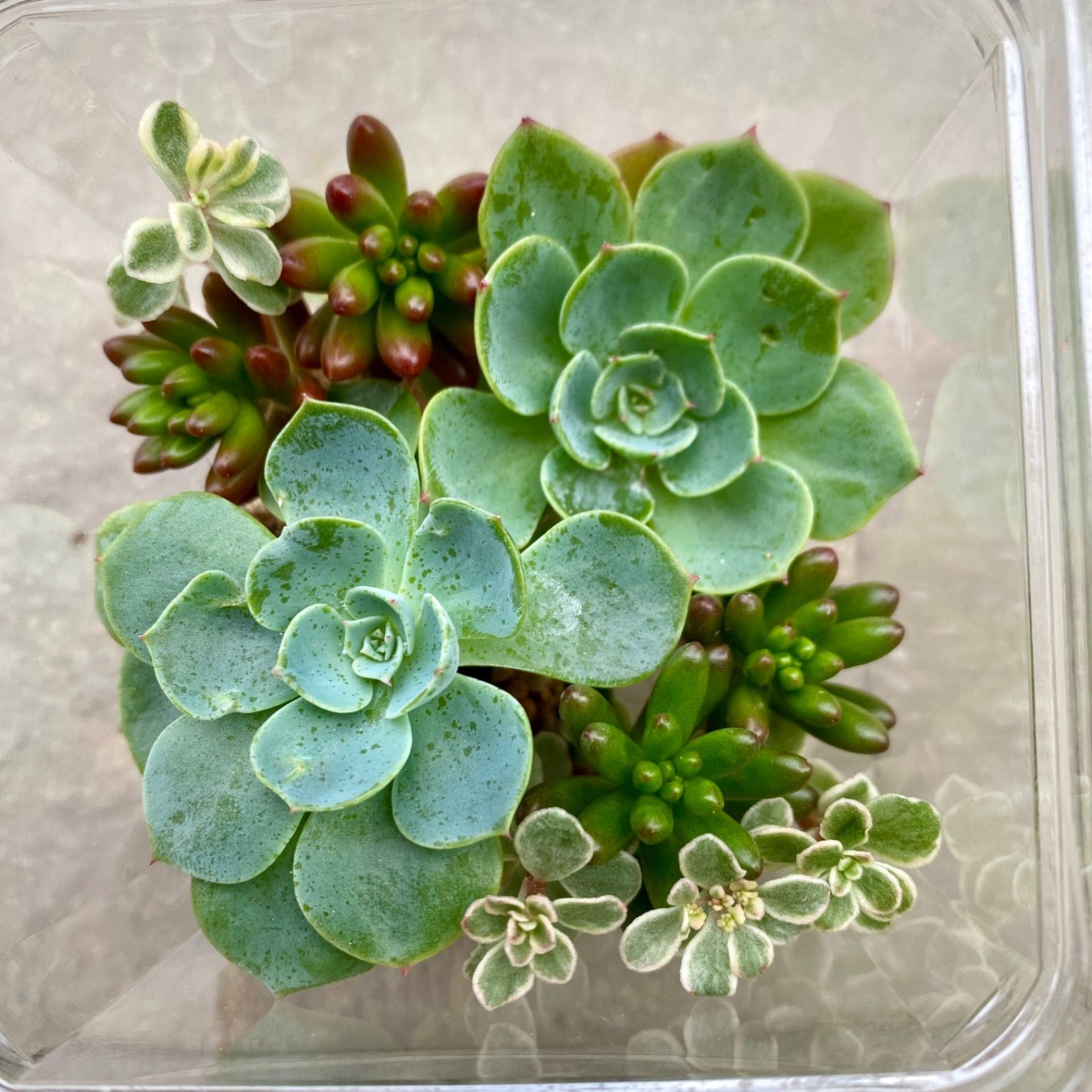 エケベリア【七福神】寄せ植えセット - メルカリ