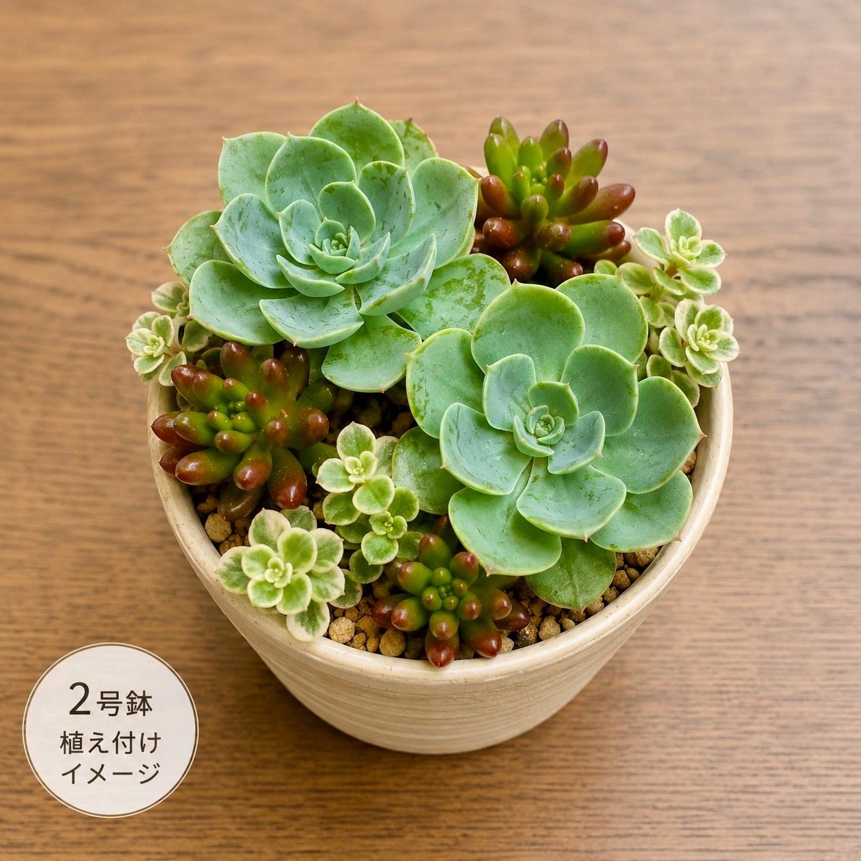 エケベリア【七福神】寄せ植えセット - メルカリ