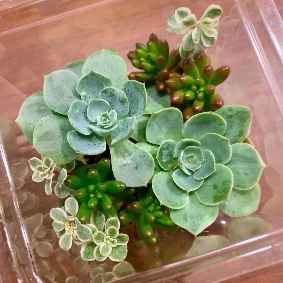 エケベリア【七福神】寄せ植えセット - メルカリ