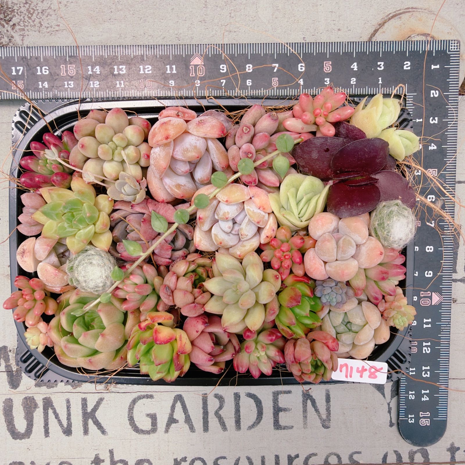 多肉植物 寄せ植えセット♡7148 - メルカリ