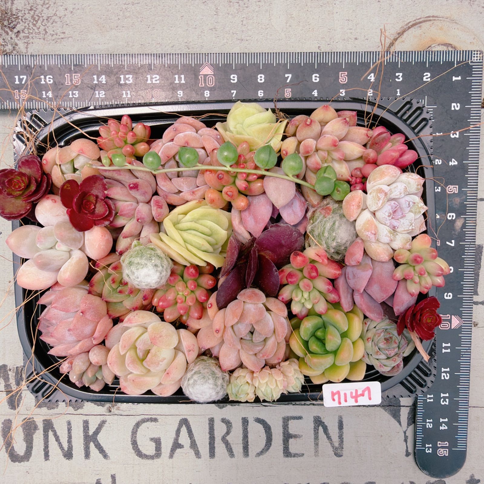 多肉植物 寄せ植えセット♡7417 - メルカリ