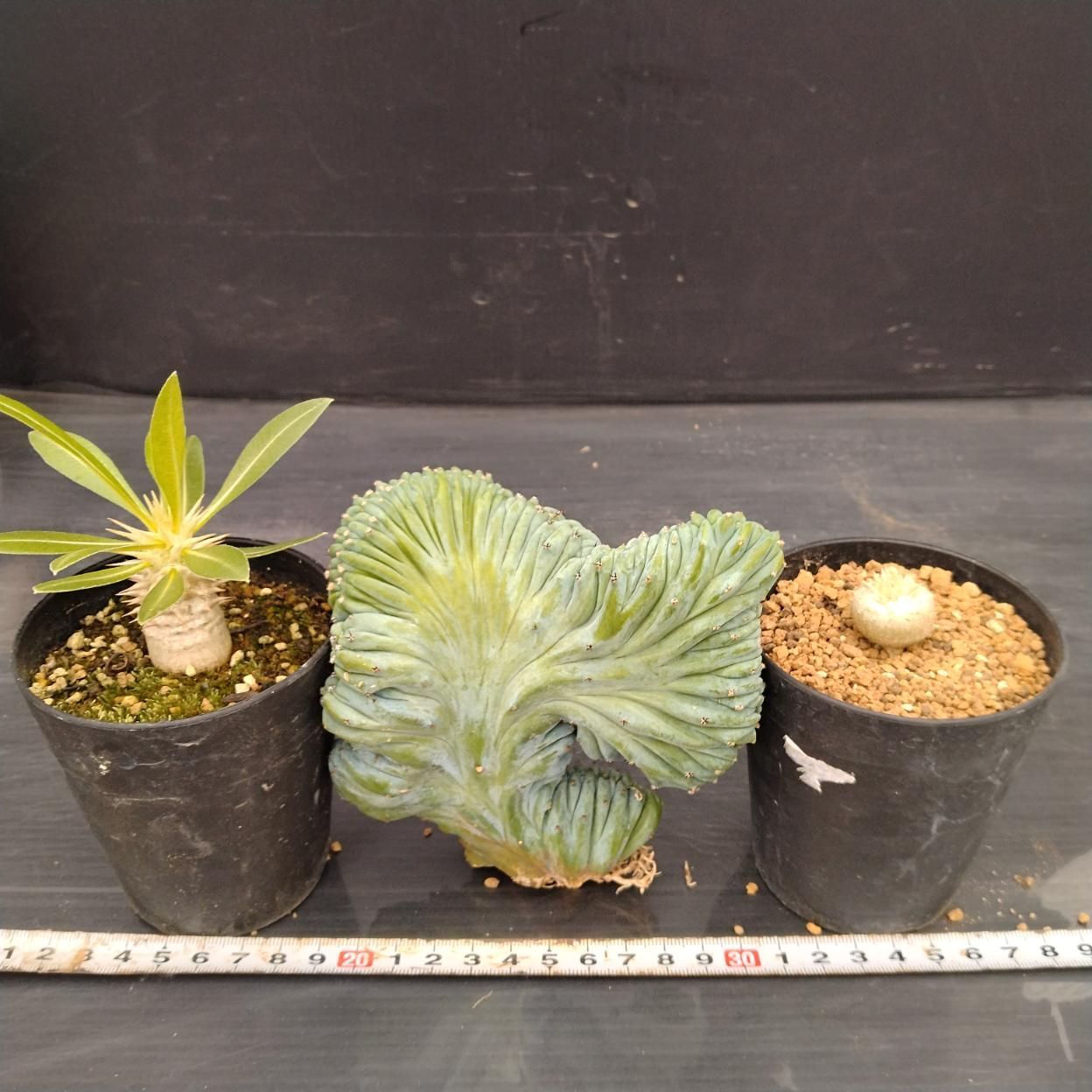 D002 「イベント品」3株セット M.竜神木 綴化など 塊根+多肉植物セット 
