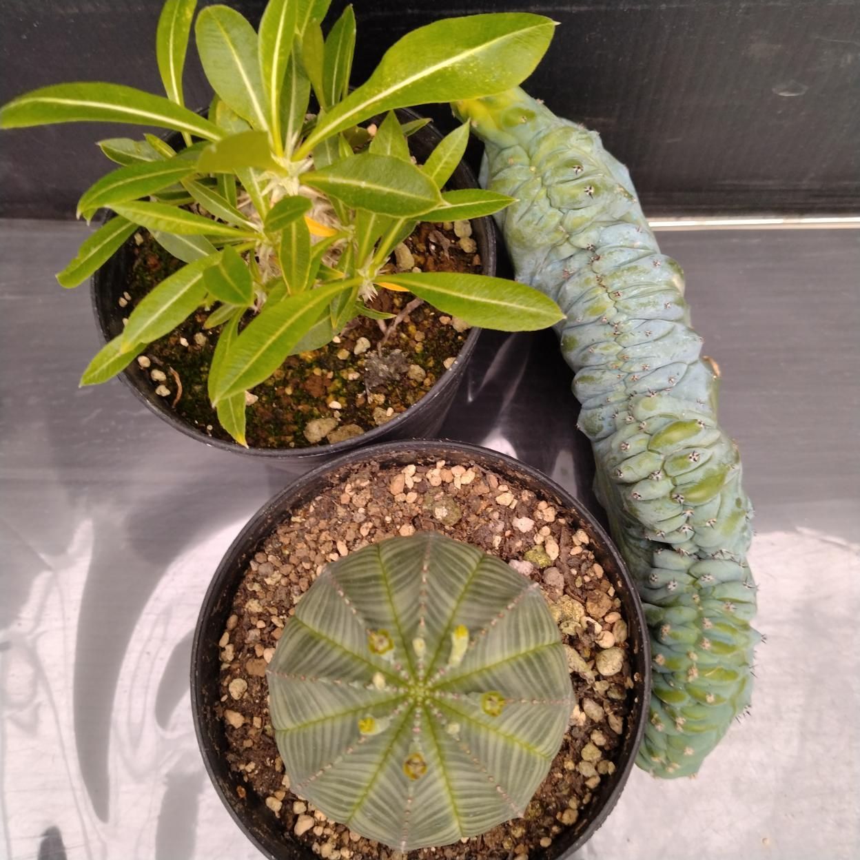 D004 「イベント品」3株セット M.竜神木 綴化など 塊根+多肉植物セット
