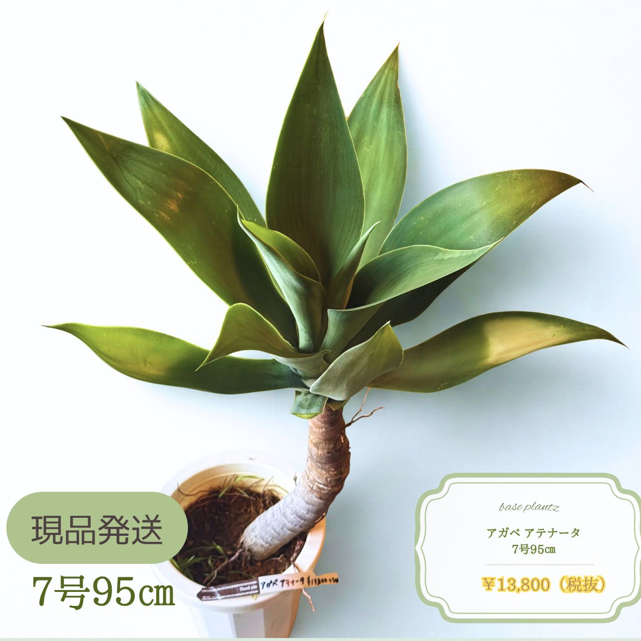 【現品発送】アガベ アテナータ7号95㎝｜観葉植物｜ドライガーデン｜インテリアグリーン