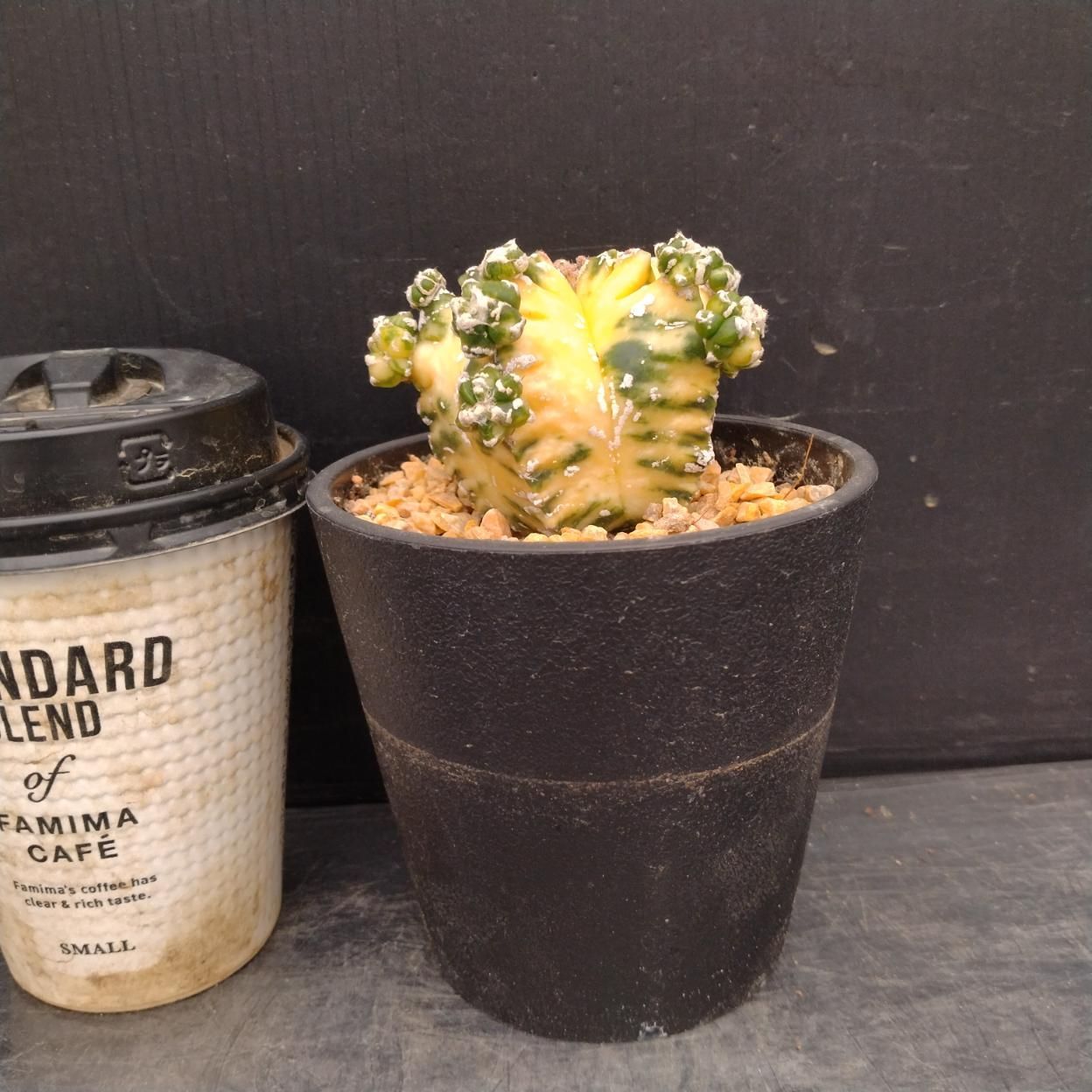 常009 「サンプル販売・多肉植物Y」アストロフィツム ランポー玉