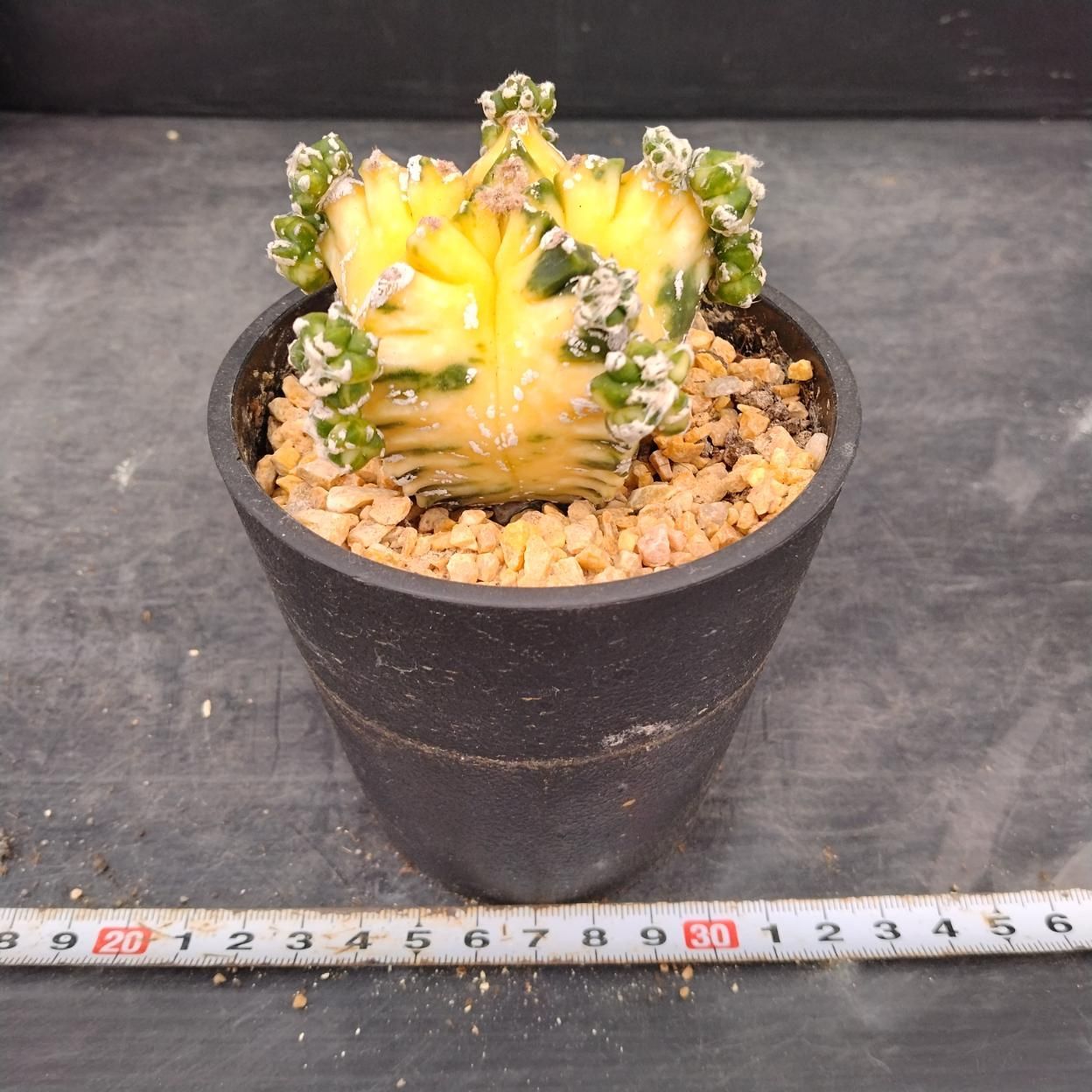 常009 「サンプル販売・多肉植物Y」アストロフィツム ランポー玉
