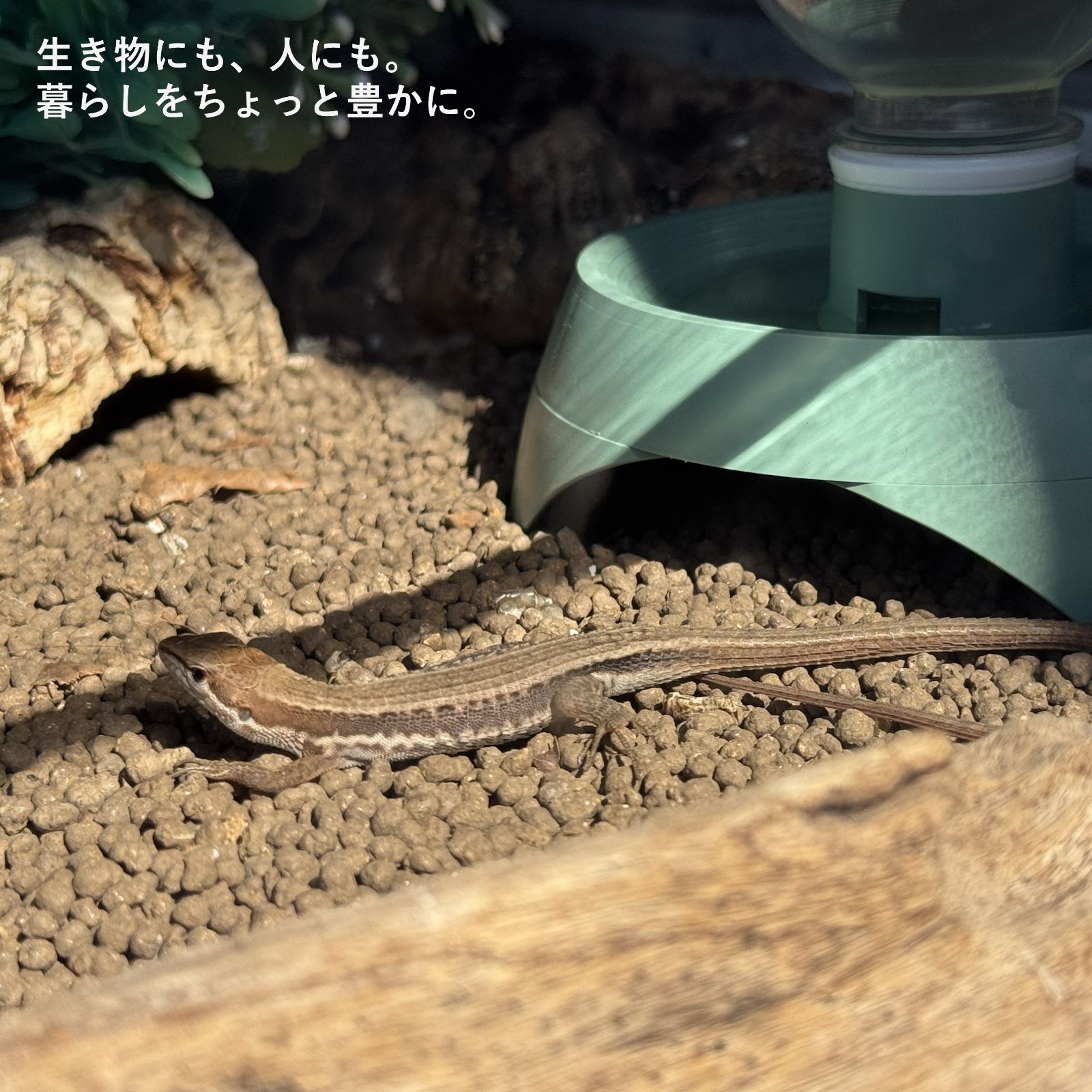 爬虫類 シェルター 隠れ家 水皿 水入れ 水飲み 水やり 自動給水 給水器