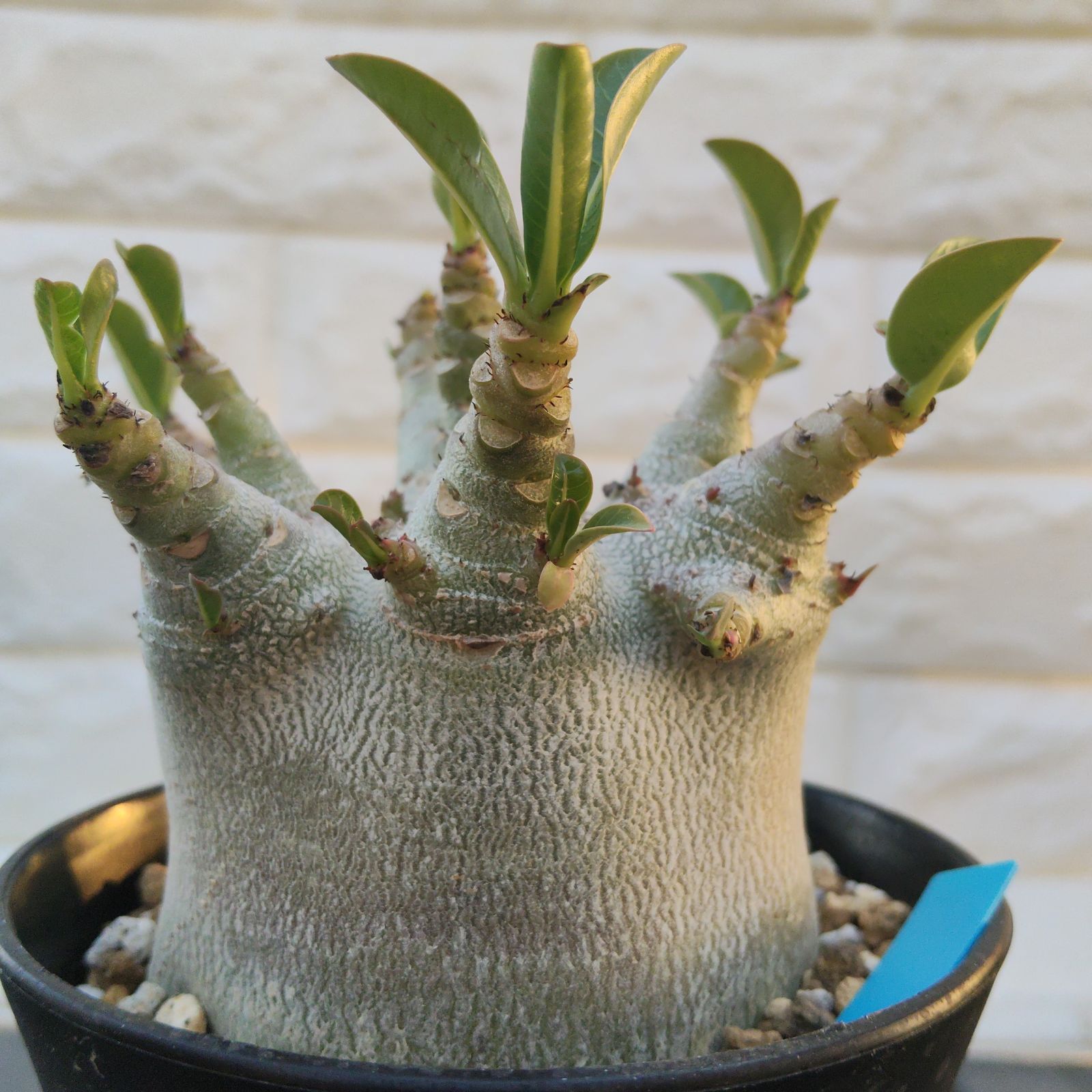 o89 レア アデニウム スーパードワーフ 塊根植物 コーデックス