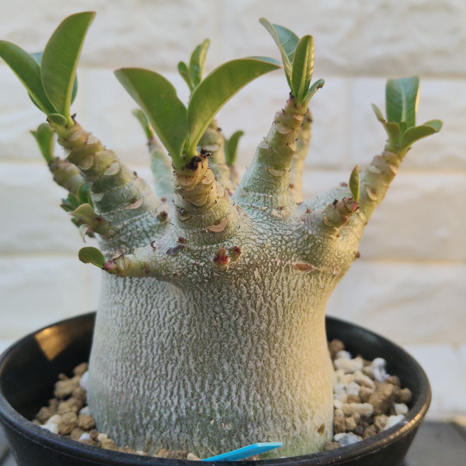 o89 レア アデニウム スーパードワーフ 塊根植物 コーデックス
