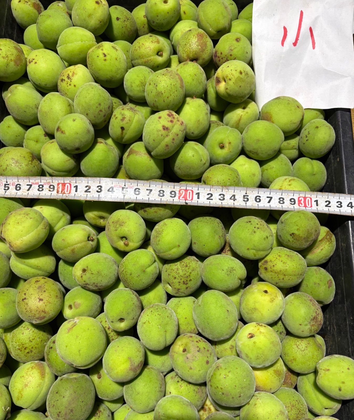 北海道産 青梅 3kg クール便 15日発送‼️ - メルカリ