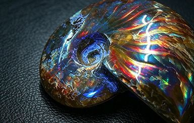 【新品】 天然石（原石） 数万個の中の一個★天然マダガスカル産 ★ 両面オパールアンモナイト 化石標本超巨大45ｇ★61ｍｍ 26100211