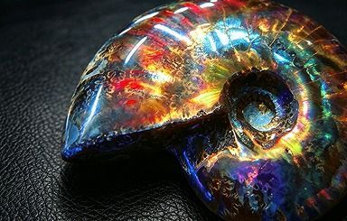 【新品】 天然石（原石） 数万個の中の一個★天然マダガスカル産 ★ 両面オパールアンモナイト 化石標本超巨大80ｇ★73ｍｍ 26100213
