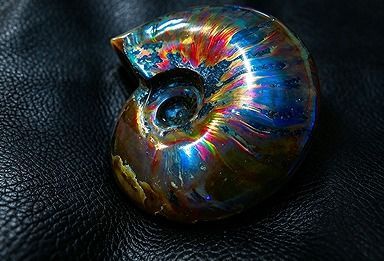 【新品】 天然石（原石） 数万個の中の一個★天然マダガスカル産 ★ 両面オパールアンモナイト 化石標本超巨大57ｇ★63ｍｍ 26100228