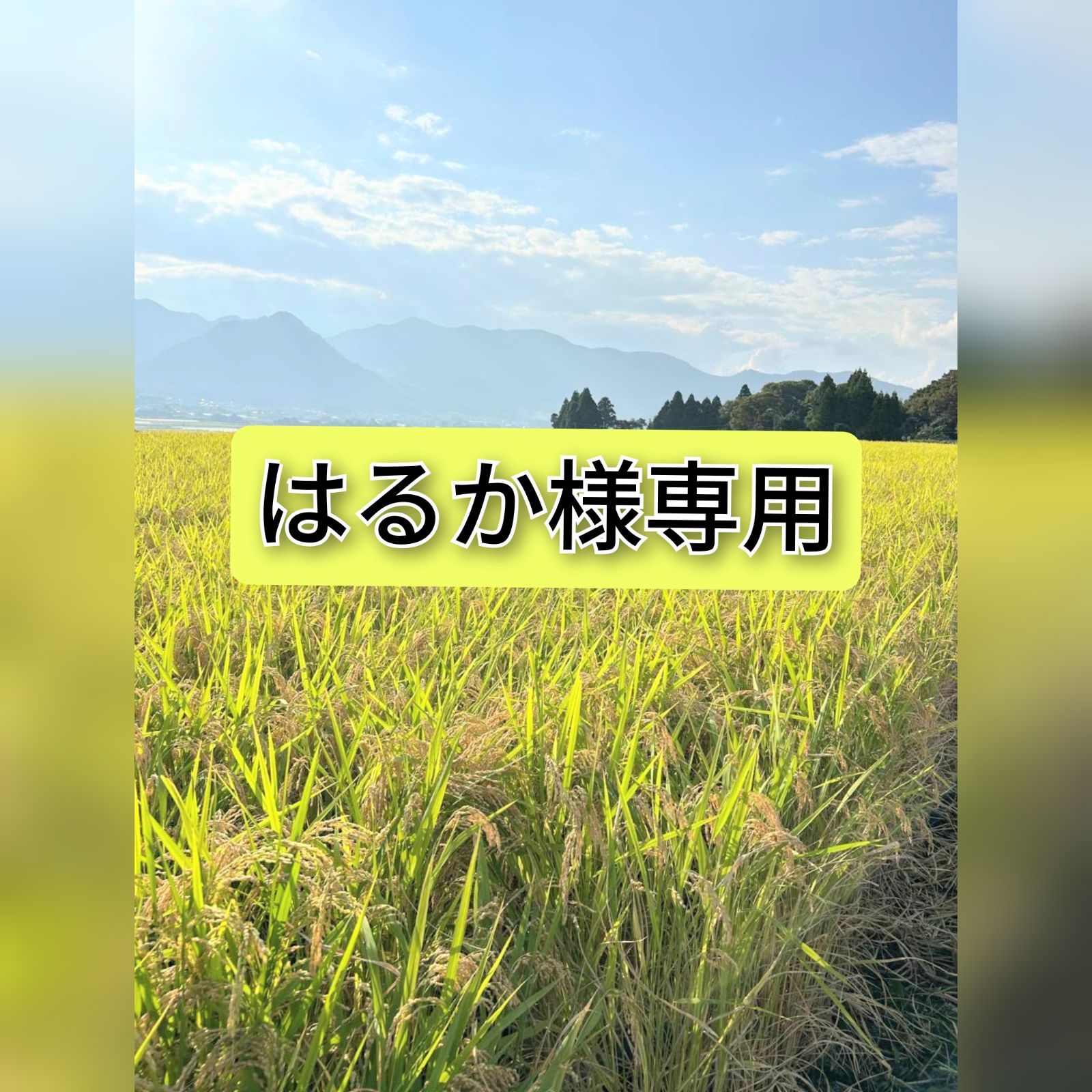 R7年 自然栽培米 2品種食べ比べセット20kg玄米 R7年産】自然栽培米 2種食べ比べ15kg(玄米) - メルカリ