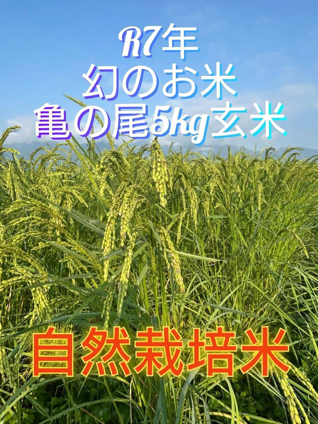R7年 自然栽培米 2品種食べ比べセット20kg玄米 R7年産】自然栽培米 2種食べ比べ15kg(玄米) - メルカリ