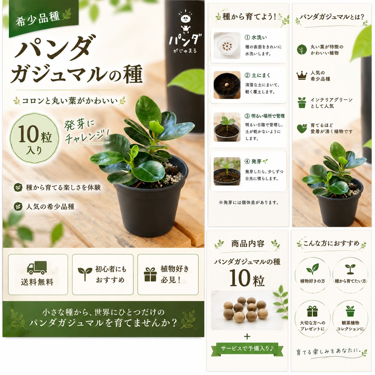 パンダガジュマル　25【現品】☆希少☆ 観葉植物 送料込み】パンダガジュマルの種 10粒｜希少種｜観葉植物｜育成