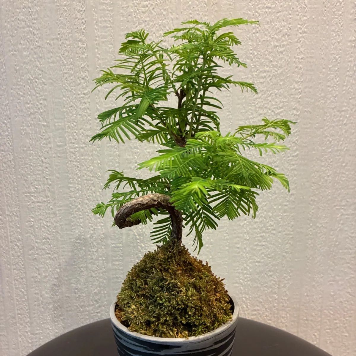 メタセコイア 苔玉仕立て 盆栽仕立て レア 美形 - メルカリ