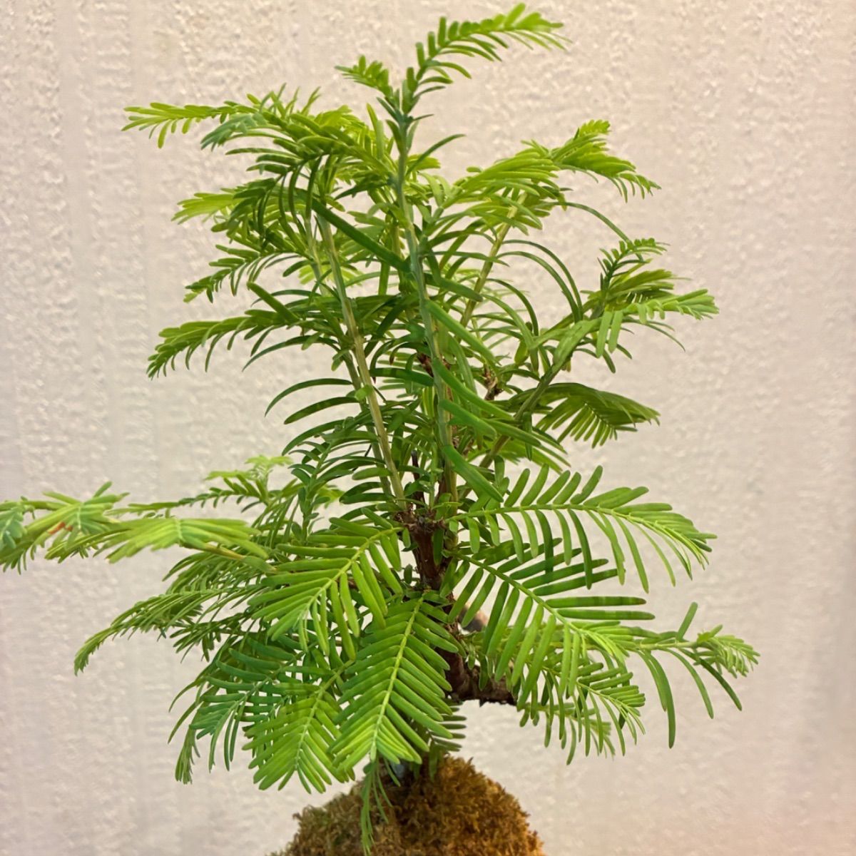 メタセコイア 苔玉仕立て 盆栽仕立て レア 美形 - メルカリ