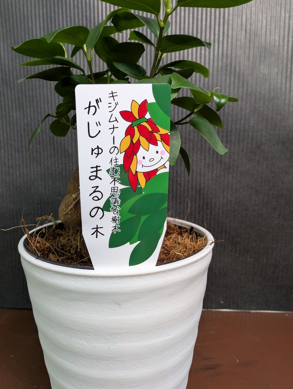 ガジュマル 4寸 多幸の木 ① - メルカリ