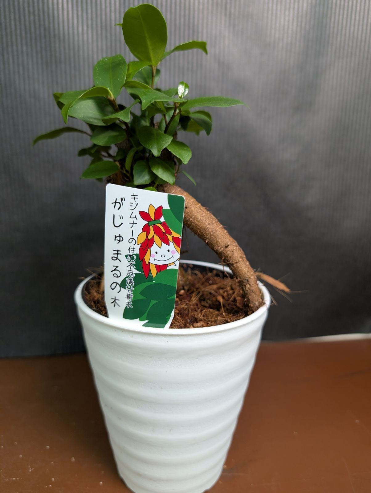 ガジュマル 4寸鉢 多幸の木 ② - メルカリ