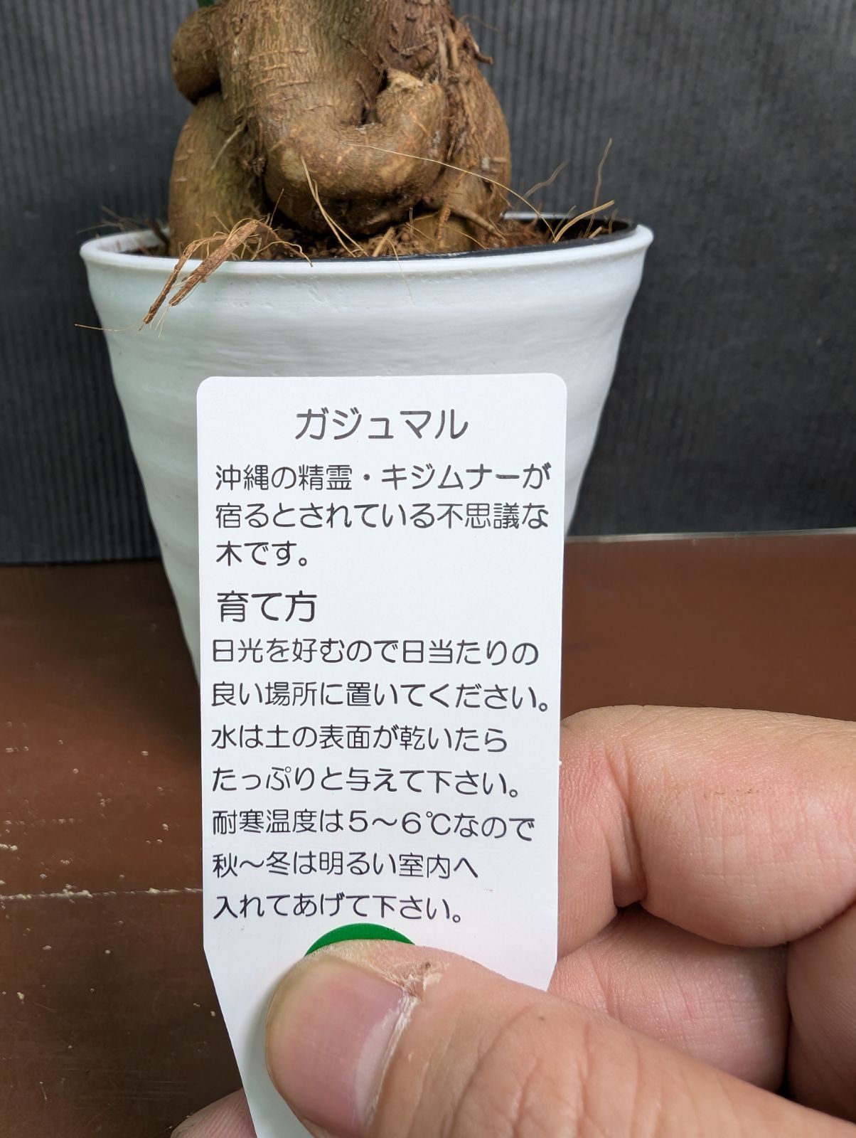 【極太・灌木風】ガジュマル②鉢ごと発送（メルカリ便） ガジュマル 4寸鉢 多幸の木 ② - メルカリ
