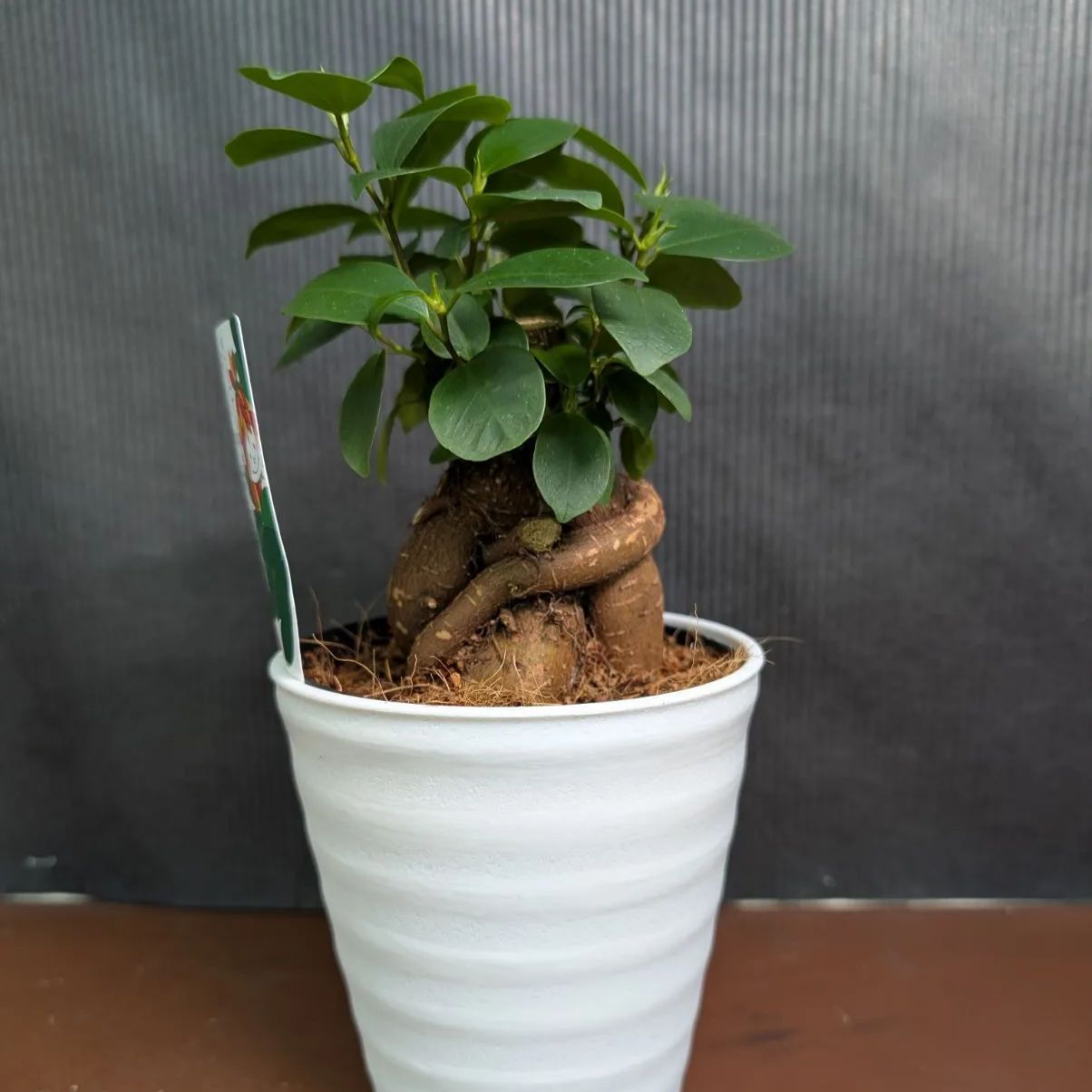 超メルカリ市祭　ガジュマル　美樹形　観葉植物 ガジュマル 4寸 多幸の木 ① - メルカリ
