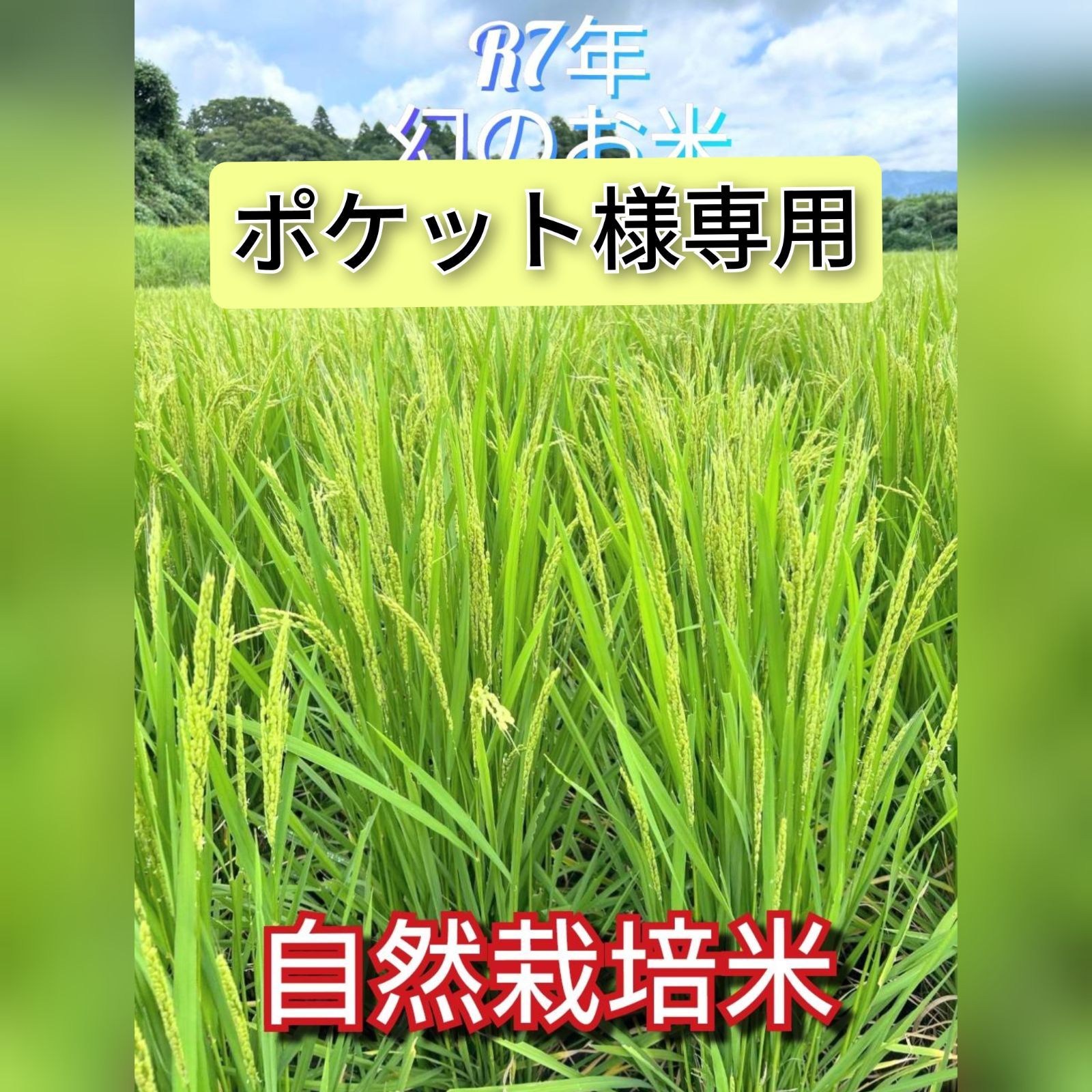 R7年 自然栽培米 朝日米10kg玄米 R7年 自然栽培米 朝日米10kg玄米 - メルカリ